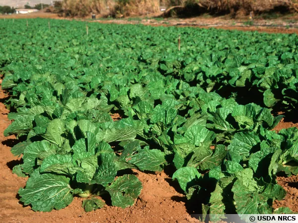 L'agriculture de conservation, entre conventionnelle et bio