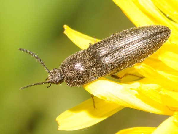 Agriotes lineatus, Taupin des moissons sur une fleur de pissenlit