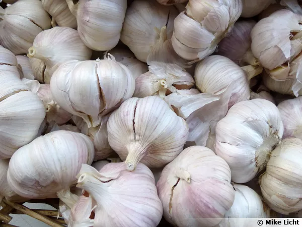L'Ail, l'aliment sant