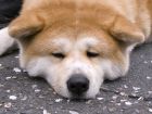 L'Akita inu, un grand chien peluche