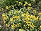 Ail dor, Ail moly, Ail d'Espagne, Allium moly