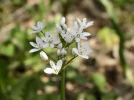 Ail cili�, Allium subhirsutum