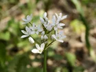 Ail cili, Allium subhirsutum
