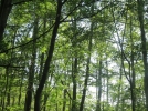 Aulne glutineux, Vergne, Alnus glutinosa