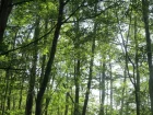 Aulne glutineux, Vergne, Alnus glutinosa