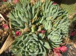 Aloés à feuilles courtes, Aloès nain, Aloe brevifolia