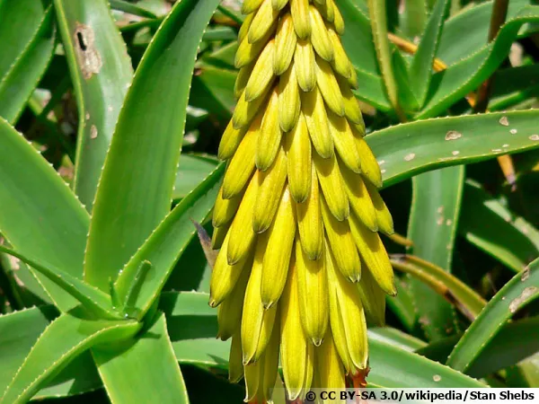 Alos stri, Alos de jardin, Alos rustique, Aloe striatula