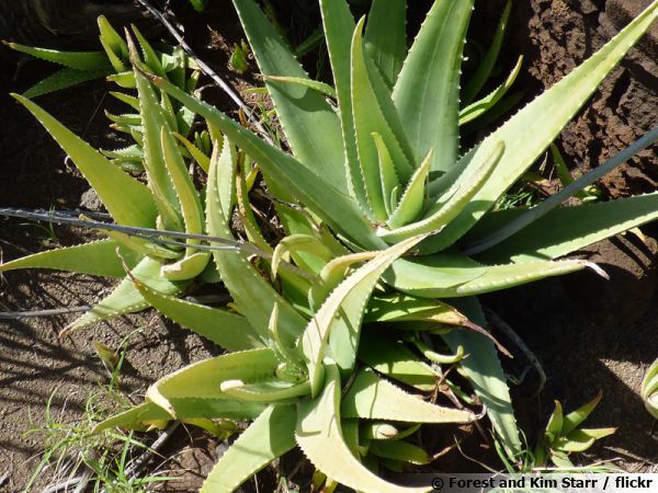 Divisez une touffe d'Aloe vera au printemps, la reprise est facile