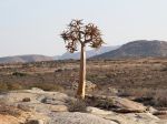 Aloidendron dichotomum dans son milieu en Afrique du Sud Aloidendron dichotomum dans son milieu en Afrique du Sud