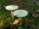 12 champignons mortels de nos rgions
