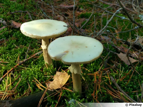Amanita phalloïdes, l'Amanite phalloïde