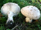 Amanite solitaire, Amanita strobiliformis