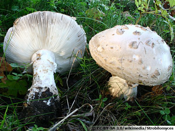 Amanite solitaire, Amanita strobiliformis
