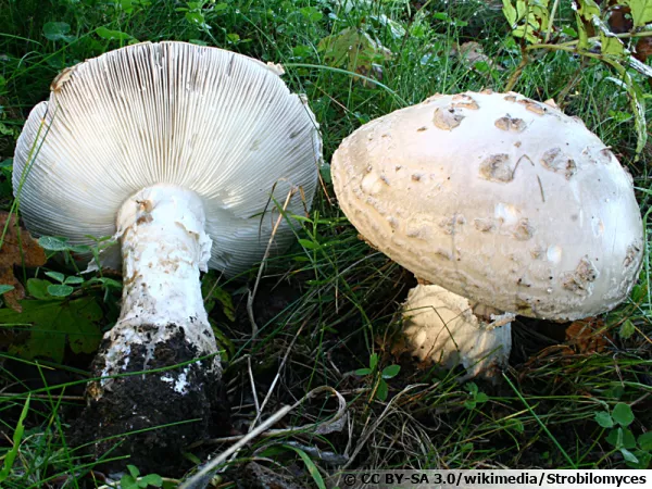 Amanite solitaire, Amanita strobiliformis