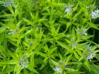 Amsonie bleue, Etoile bleue, Amsonie  larges feuilles, Amsonia tabernaemontana