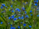 Buglosse toujours verte, Anchusa  feuilles persistantes, Pentaglottis sempervirens