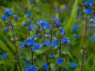 Buglosse toujours verte, Anchusa � feuilles persistantes, Pentaglottis sempervirens