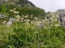 Anglique officinale, Anglique aromatique, Angelica archangelica