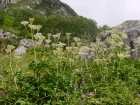 Anglique officinale, Anglique aromatique, Angelica archangelica