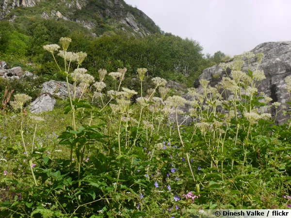 Anglique officinale, Anglique aromatique, Angelica archangelica