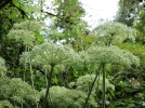 Anglique sauvage, Anglique des prs ou des bois, Faux panais, Anglique pourpre, Angelica sylvestris