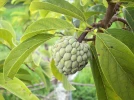 Pomme cannelle, Attier, Annona squamosa