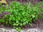 Cerfeuil cultiv, Cerfeuil commun, Anthriscus cerefolium