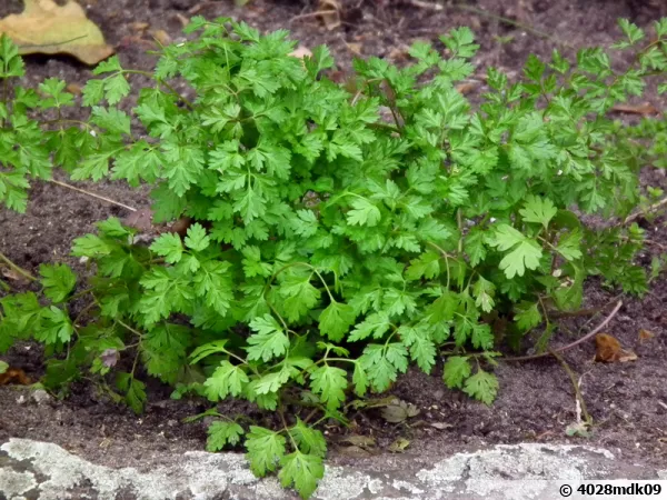 Cerfeuil cultivé, Cerfeuil commun, Anthriscus cerefolium
