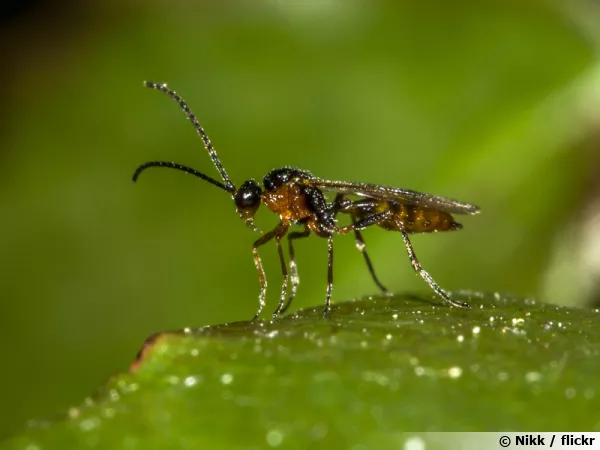 Aphidius ervi pond ses oeufs dans le corps des pucerons et les larves y feront leur développement