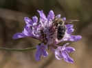 Sauver l'abeille noire