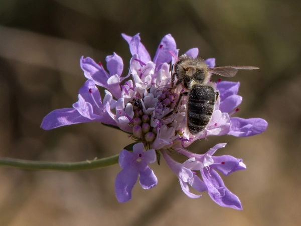 Une abeille noire sur une fleur de Scabiosa atropurpurea à Sète