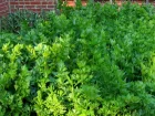 Cleri feuille, Cleri asiatique, Cleri  couper, Apium graveolens var secalinum