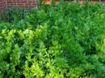 C�leri feuille, C�leri asiatique, C�leri � couper, Apium graveolens var secalinum