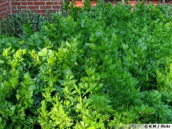 Cleri feuille, Cleri asiatique, Cleri  couper, Apium graveolens var secalinum