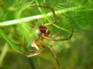 L'Argyronte, une araigne plongeuse