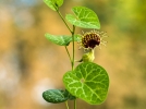 Pipe-de-Hollandais  veines blanches, Aristoloche, Aristolochia fimbriata