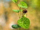 Pipe-de-Hollandais  veines blanches, Aristoloche, Aristolochia fimbriata