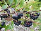 Aronie à fruits noirs, Aronia noir, Aronia melanocarpa