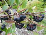 Aronie à fruits noirs, Aronia noir, Aronia melanocarpa Aronie à fruits noirs, Aronia noir, Aronia melanocarpa