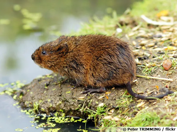 Rat d'eau, campagnol terrestre, Arvicola amphibius