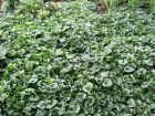 Asaret d'Europe, Oreille d'homme, Oreillette, Nard sauvage, Asarum europaeum