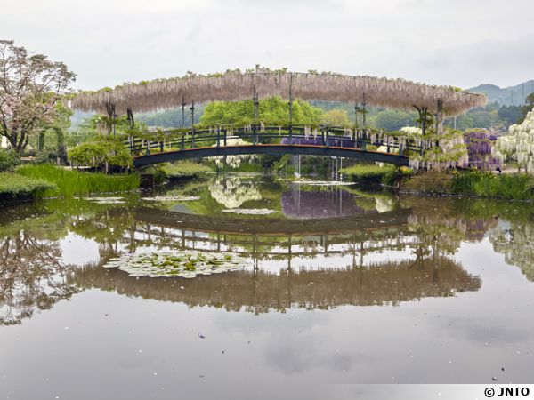 Pont des glycines, Ashikaga Flower Park