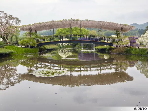 Pont des glycines, Ashikaga Flower Park