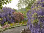 Ashikaga Flower Park Ashikaga Flower Park