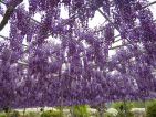 Ashikaga Flower Park Ashikaga Flower Park