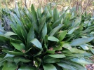Aspidistra �lev�, Aspidistra elatior