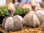 Cactus bonnet d'vque, Astrophytum myriostigma
