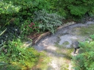 Des fougres dans mon jardin