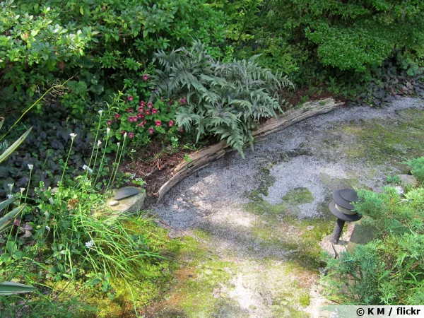 Athyrium 'Regal Red' dans un massif
