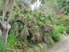 Restio australien, Baloskion tetraphyllum